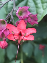 Clerodendrum × speciosum