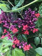 Clerodendrum × speciosum