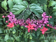 Clerodendrum × speciosum