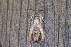 Olethreutes nigranum