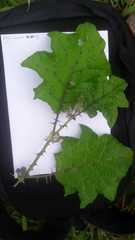 Solanum stramoniifolium