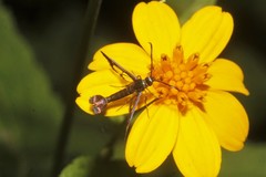 Synanthedon hela