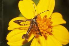 Synanthedon hela