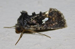 Ctenoplusia melanocephala