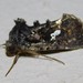 Ctenoplusia melanocephala - Photo (c) qgrobler, algunos derechos reservados (CC BY-NC), subido por qgrobler