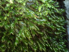 Fissidens grandifrons