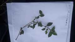 Alternanthera sessilis