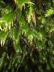 Fissidens grandifrons