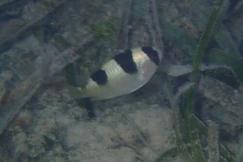 Clear damsel (Amblypomacentrus clarus) — Pomacentridae — 2