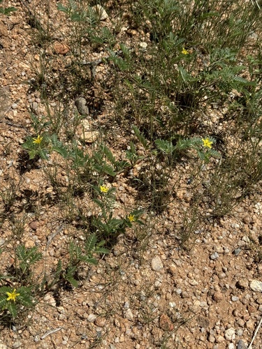 Image of Kallstroemia parviflora by (c) CK2AZ, some rights reserved (CC BY)