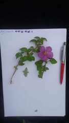 Melastomataceae