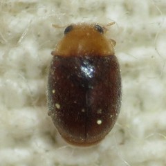 Diomus debilis