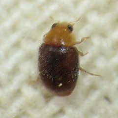 Diomus debilis