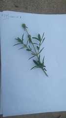 Spermacoce verticillata