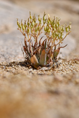 Dudleya abramsii