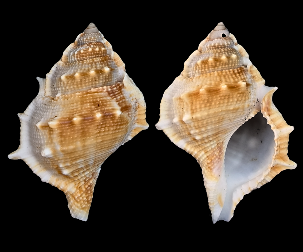 Common frogsnail