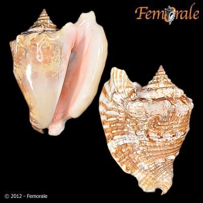 Hawkwing Conch
