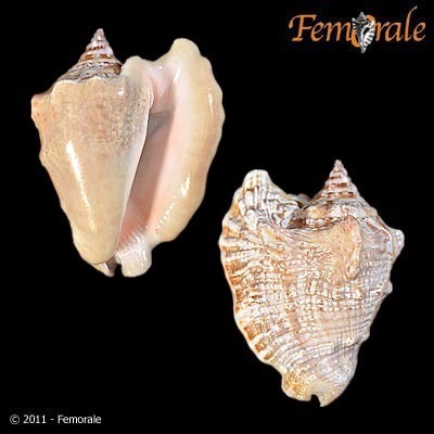 Hawkwing Conch