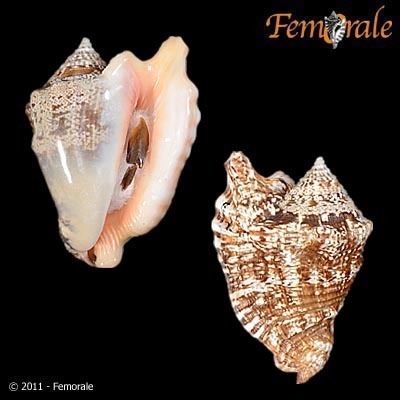 Hawkwing Conch