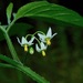 Solanum emulans - Photo 由 Michael J. Papay 所上傳的 (c) Michael J. Papay，保留部份權利CC BY