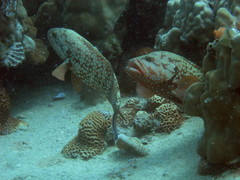 Cephalopholis cyanostigma