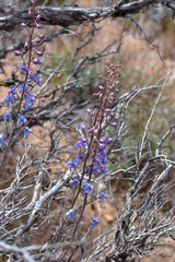 Delphinium parishii