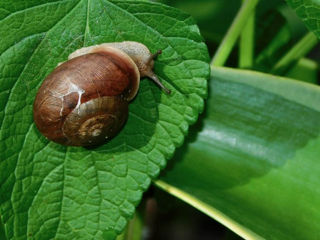 Neohelix albolabris albolabris