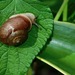 Neohelix albolabris - Photo (c) Michael J. Papay, alguns direitos reservados (CC BY), uploaded by Michael J. Papay