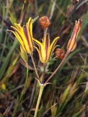 Bloomeria humilis