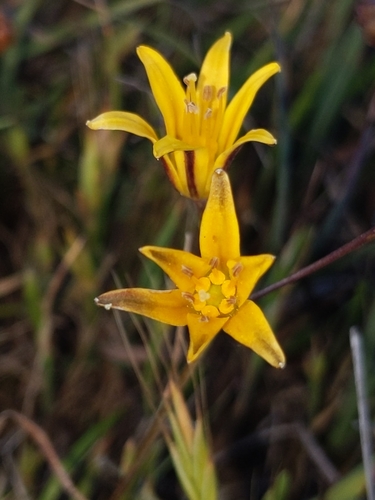 Image of Bloomeria humilis by no rights reserved