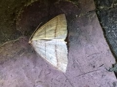 Petrophora subaequaria