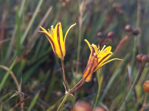 Image of Dwarf Goldenstar (Bloomeria humilis) by no rights reserved