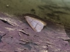 Petrophora subaequaria