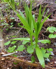 Platanthera dilatata