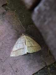 Petrophora subaequaria