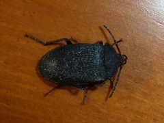 Penthe pimelia