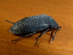 Penthe pimelia