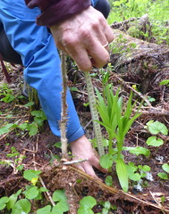 Platanthera dilatata