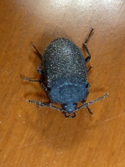 Penthe pimelia