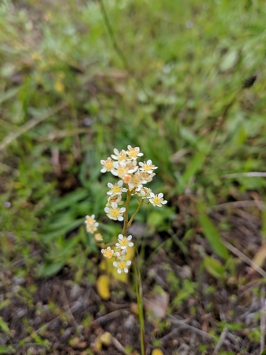 Micranthes fragosa (Micranthes fragosa)
