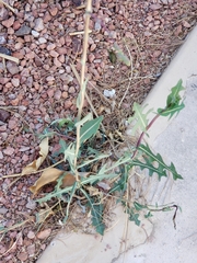 Lactuca serriola