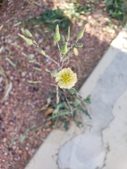 Lactuca serriola