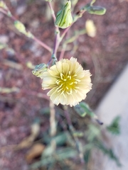 Lactuca serriola