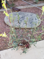 Lactuca serriola