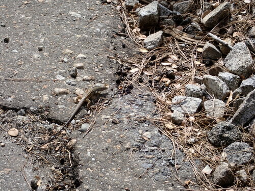 iNaturalist observation photo of California Whiptail