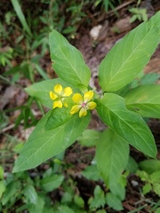 Lysimachia tonsa