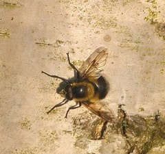 Volucella bombylans