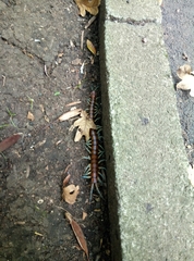 Cormocephalus rubriceps