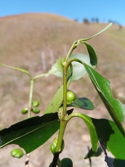 Peponidium subevenium