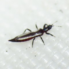 Aeolothrips vittipennis